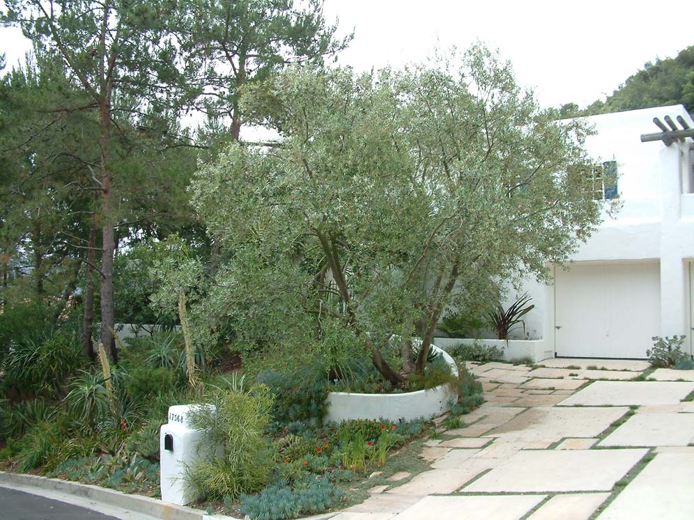 California Greek Garden 2