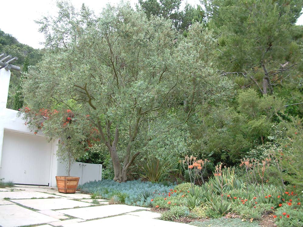 California Greek Garden 4