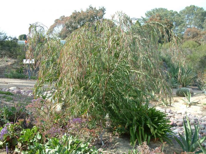 Plant photo of: Agonis flexuosa