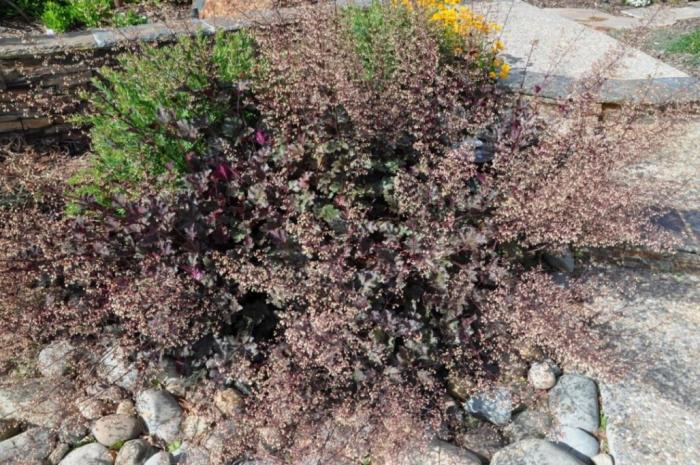 Plant photo of: Heuchera micrantha 'Purple Palace'