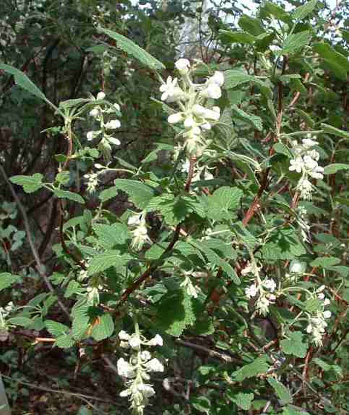 White Flowered Currant