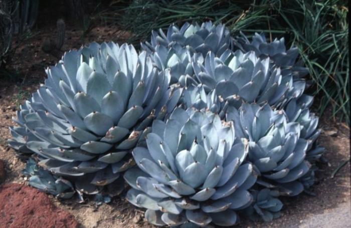 Plant photo of: Agave parryix truncate