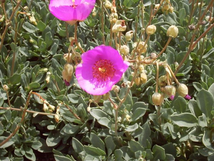 Plant photo of: Calandrinia grandiflora