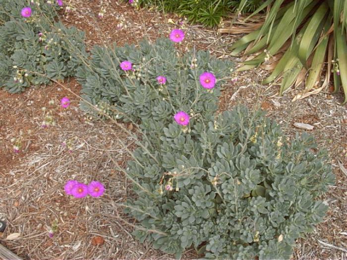 Plant photo of: Calandrinia grandiflora