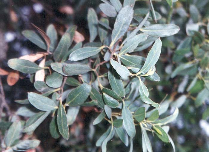 Eucalyptus conferruminata