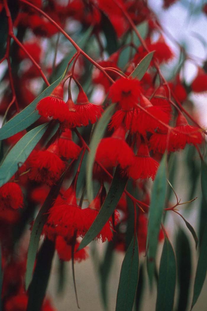 Plant photo of: Eucalyptus leucoxylon 'Rosea'