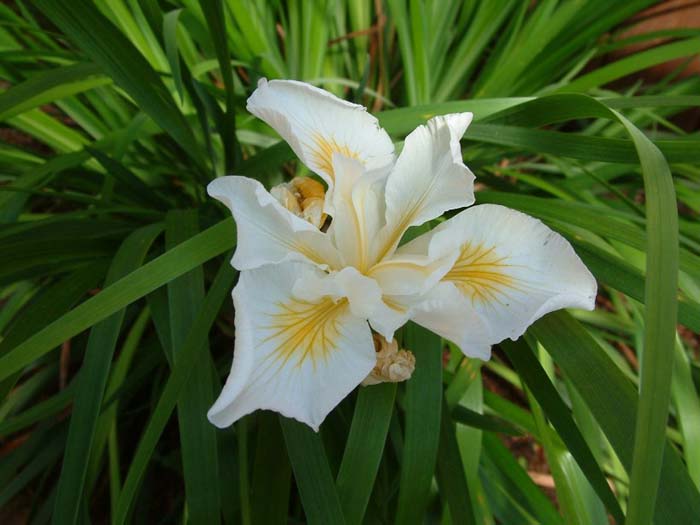 Plant photo of: Iris Pacific Coast Hybrid 'Canyon Snow'