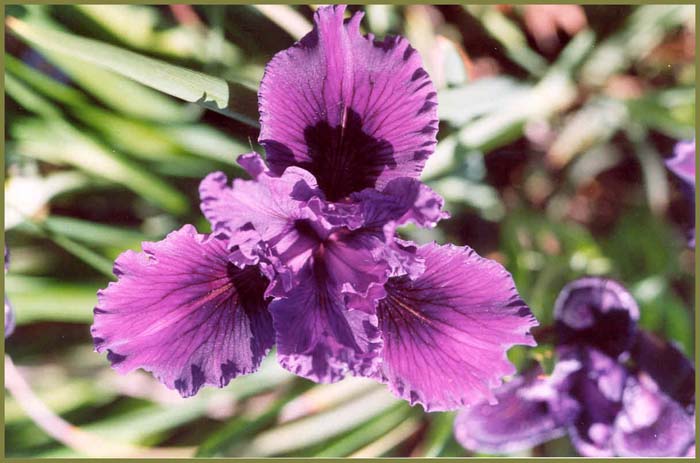 Lavender Blue  Iris