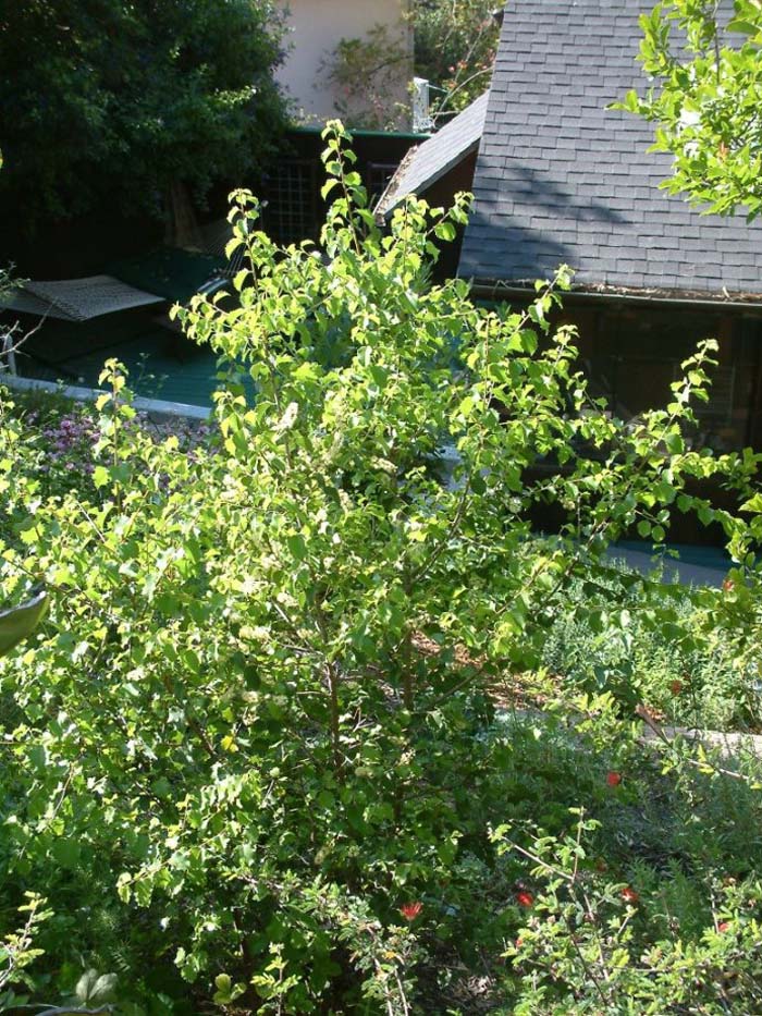 Plant photo of: Prunus ilicifolia ssp. lyonii