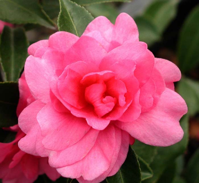 Plant photo of: Camellia sasanqua