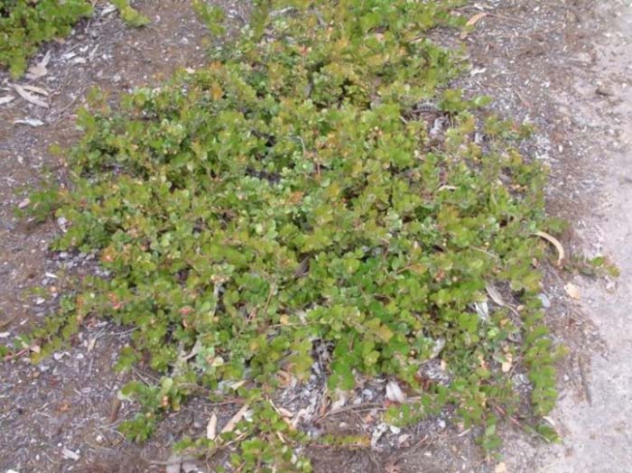 Plant photo of: Arctostaphylos edmundsi 'Carmel Sur'