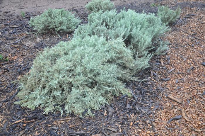 Plant photo of: Artemisia californica 'Montara'