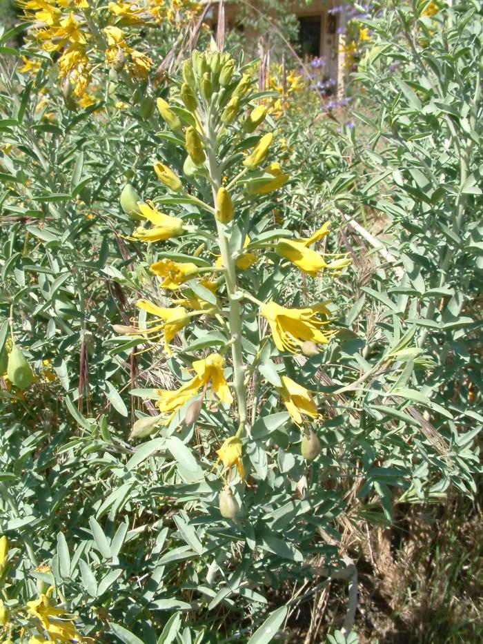 Plant photo of: Peritoma arborea