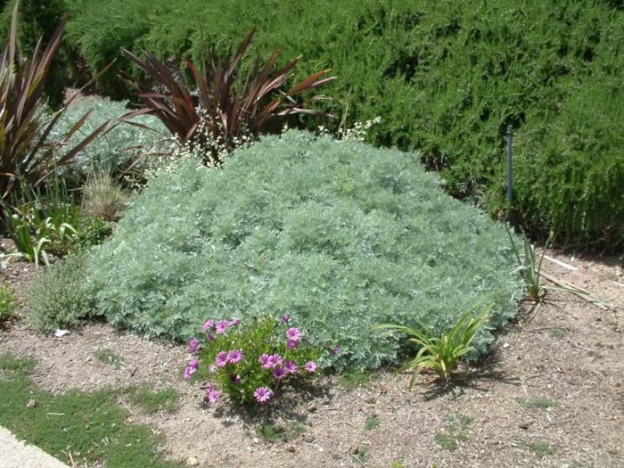 Powis Castle Artemisia