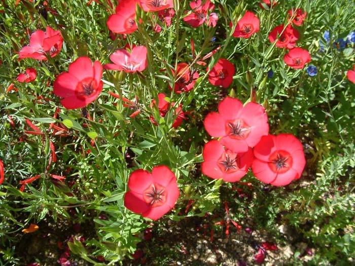 Red Flowering Flax