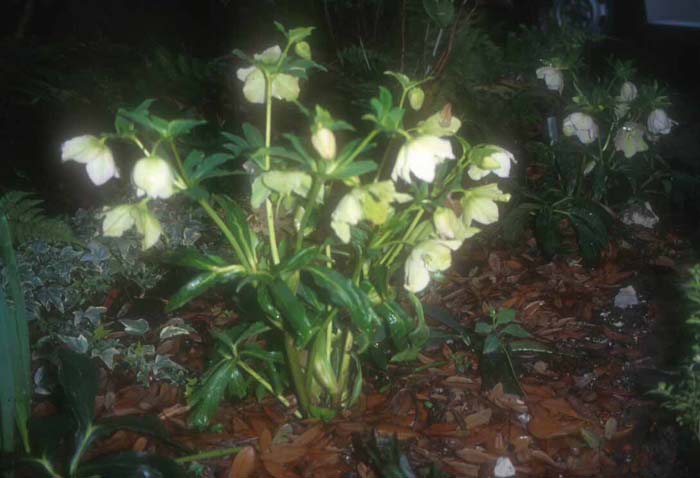 Plant photo of: Helleborus niger