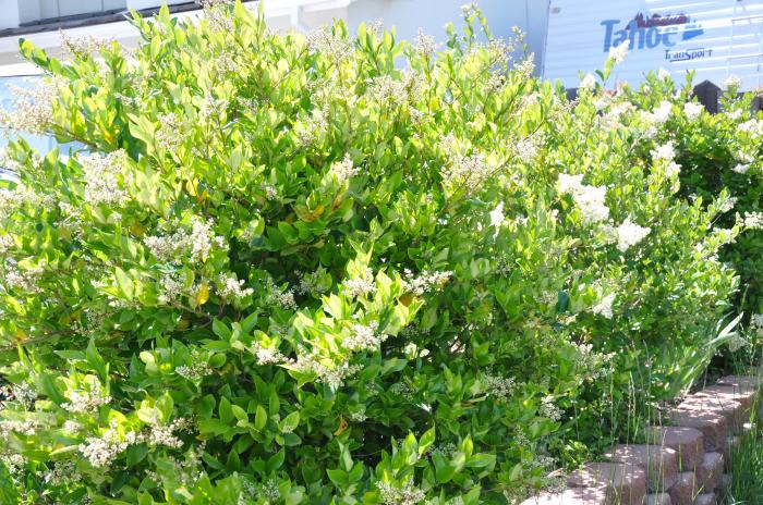 Plant photo of: Ligustrum japonicum 'Texanum'