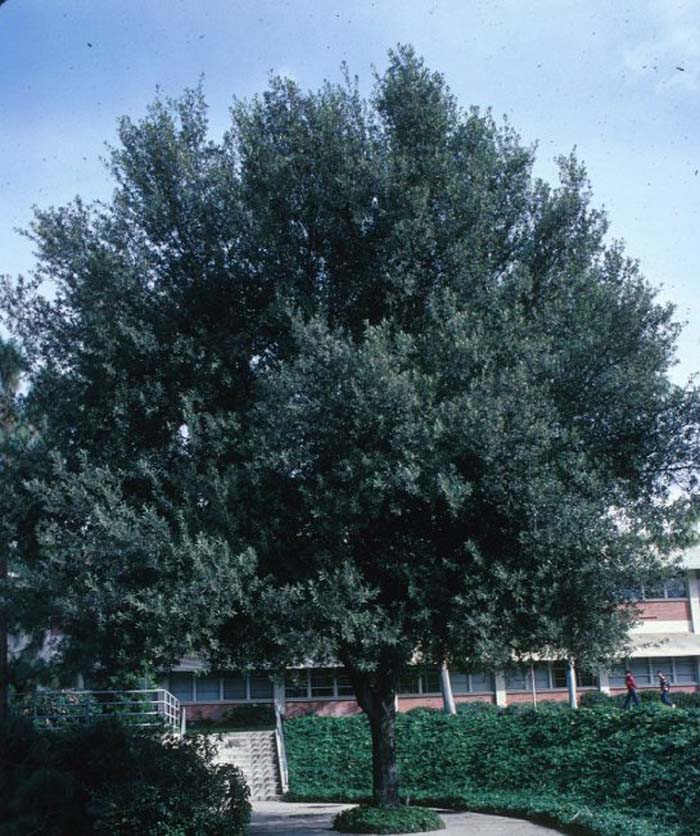 Holly Oak or Holm Oak