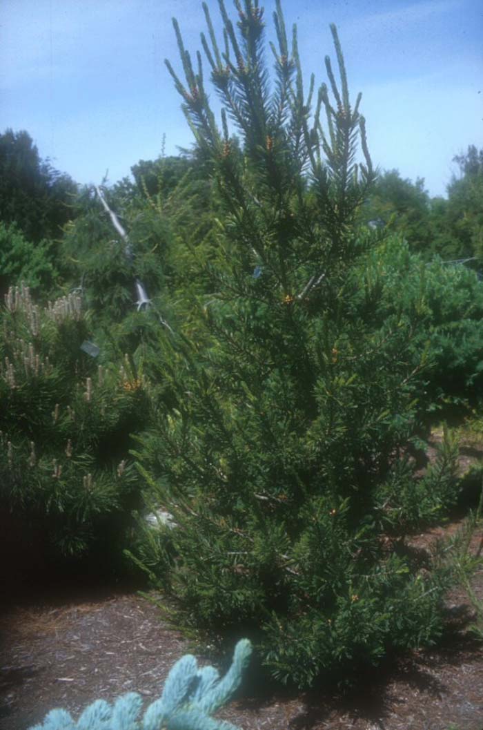 Plant photo of: Pinus flexilis
