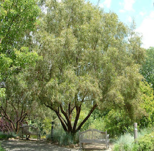 Low Water Trees