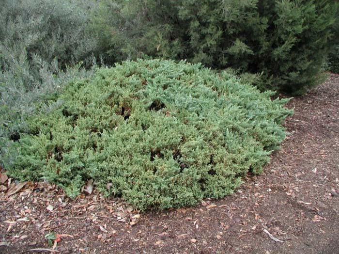 Japanese Garden Juniper