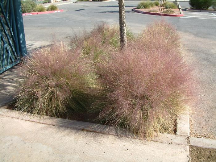 Muhlenbergia capillaris 'Regal Mist'