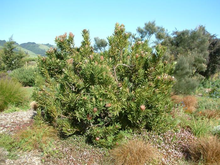 Plant photo of: Protea cynaroides