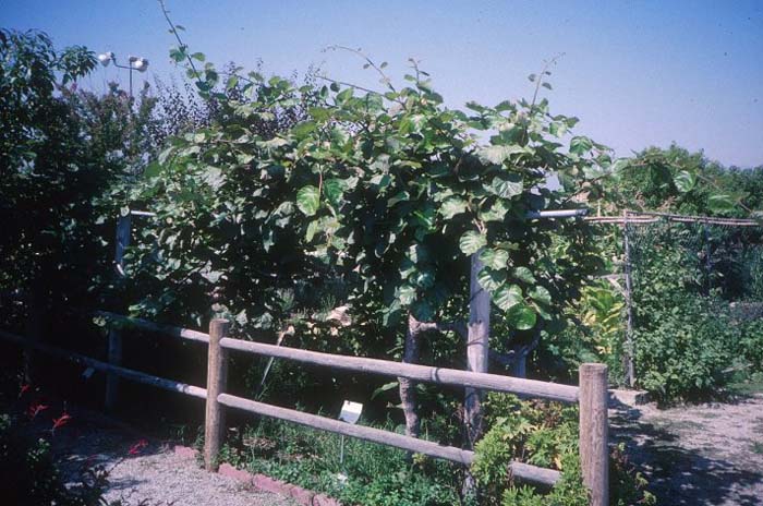 Kiwi, Chinese Gooseberry