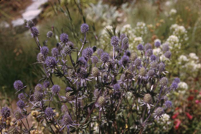 Eryngium planum