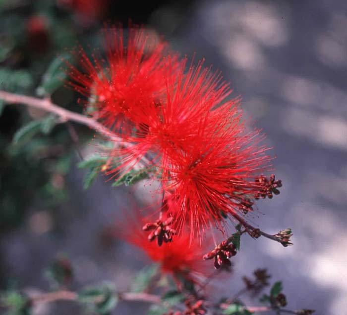 Calliandra californica