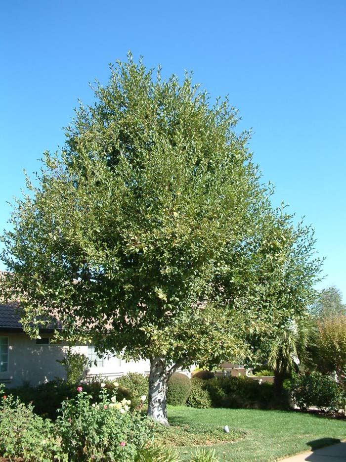 Alnus rhombifolia