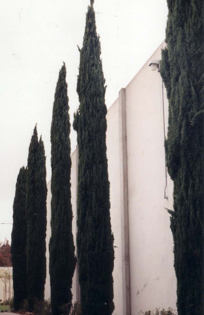 Cupressus sempervirens 'Stricta'