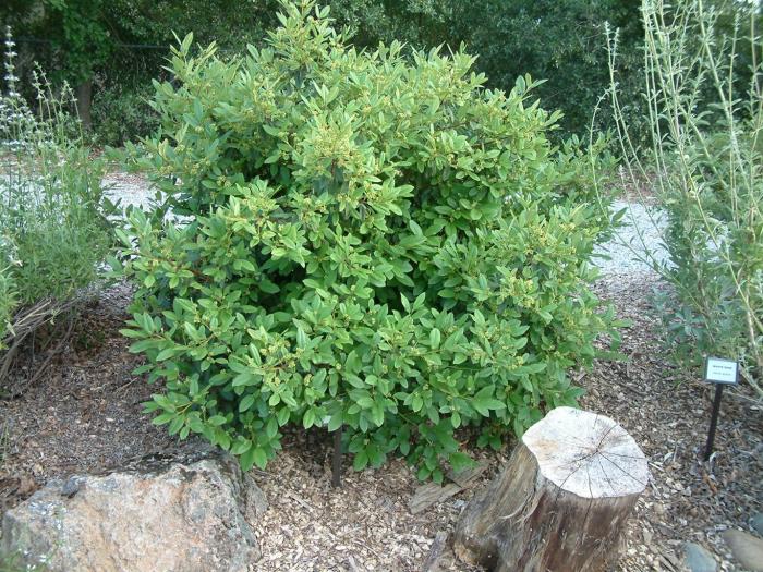 Rhamnus californica 'Eve Case'