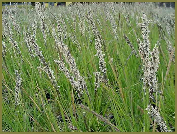 Plant photo of: Sesleria autumnalis