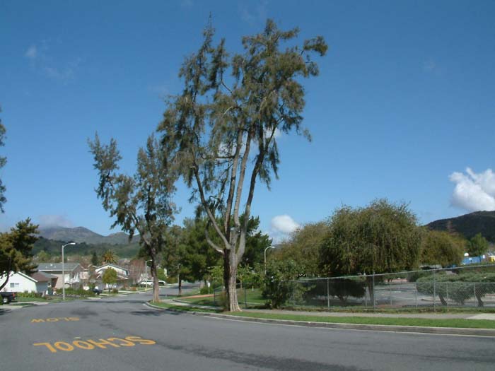 Casuarina cunninghamiana