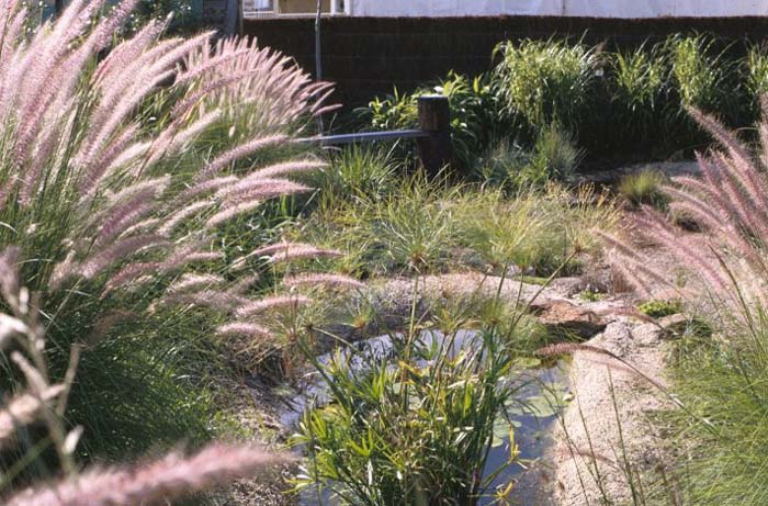 Hamlin Fountain Grass