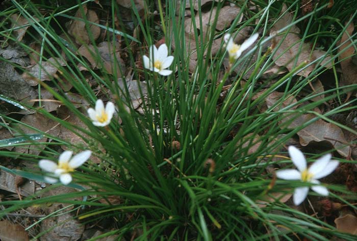 White Rain Lily, Zephyr Flower