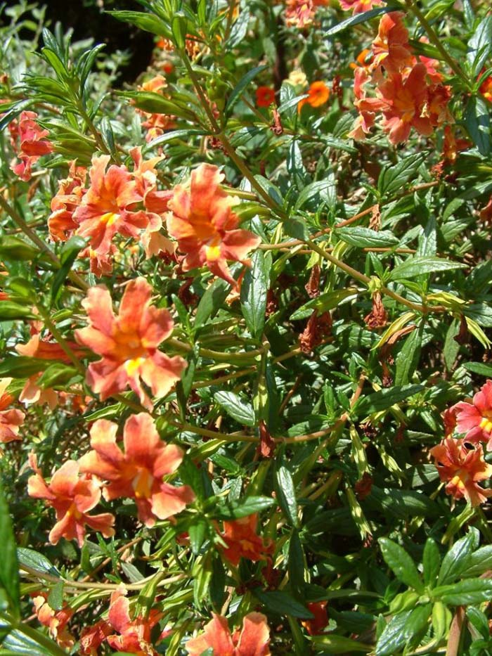 Mimulus puniceus