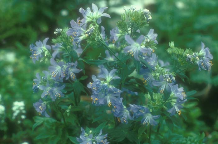 Polemonium caeruleum 'Brise d'Anjou'