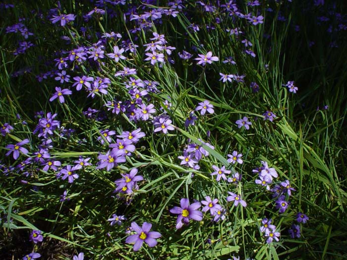 Plant photo of: Sisyrinchium bellum