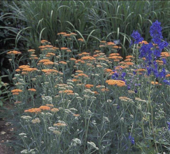 Achillea millefolium 'Terra Cotta'