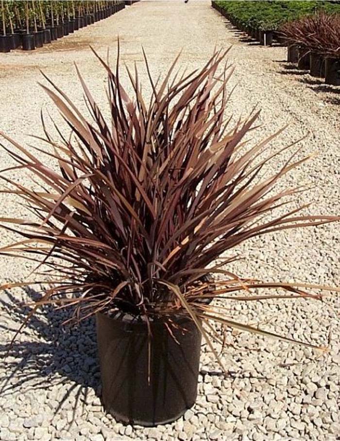 Plant photo of: Phormium 'Amazing Red'