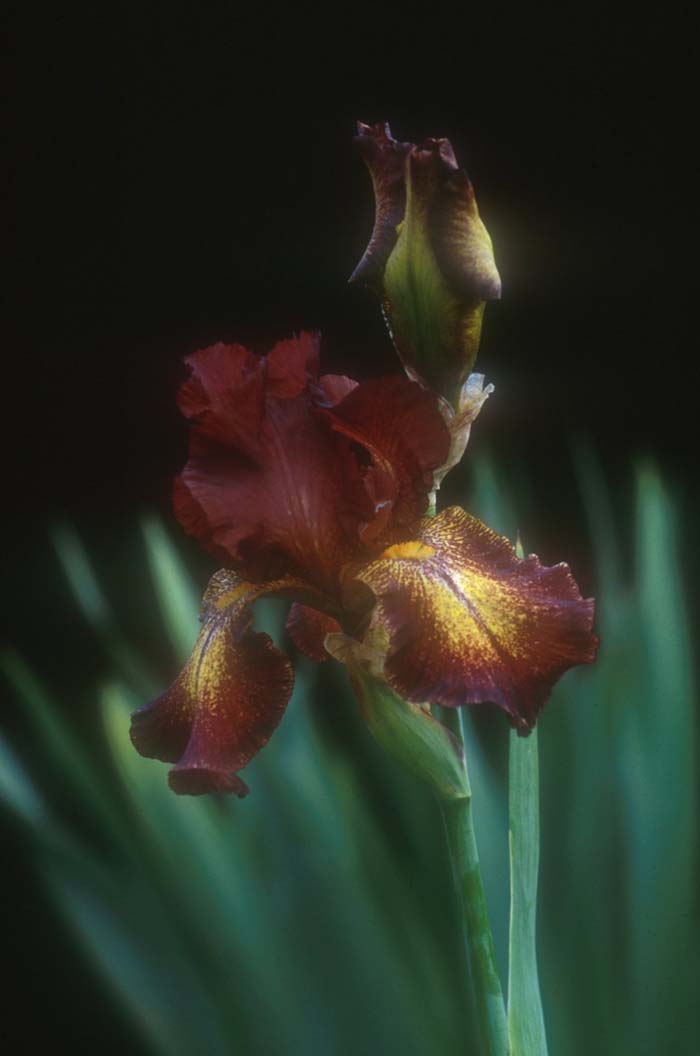 Iris Bearded 'Paprika Fonos'