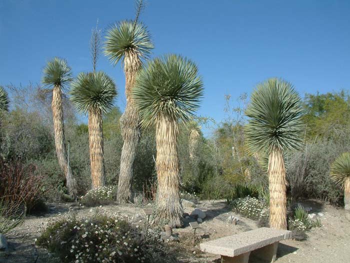 Yucca rostrata