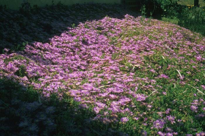 Lampranthus spectabilis 'Rose'