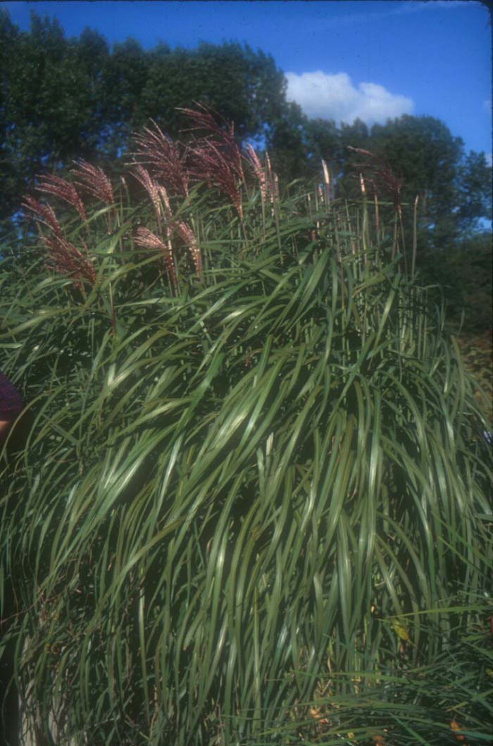 Miscanthus 'Flamingo'