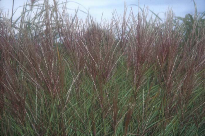 Miscanthus 'Silberspinne'