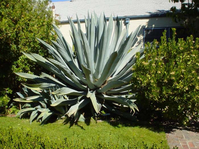 Plants by Botanical Name