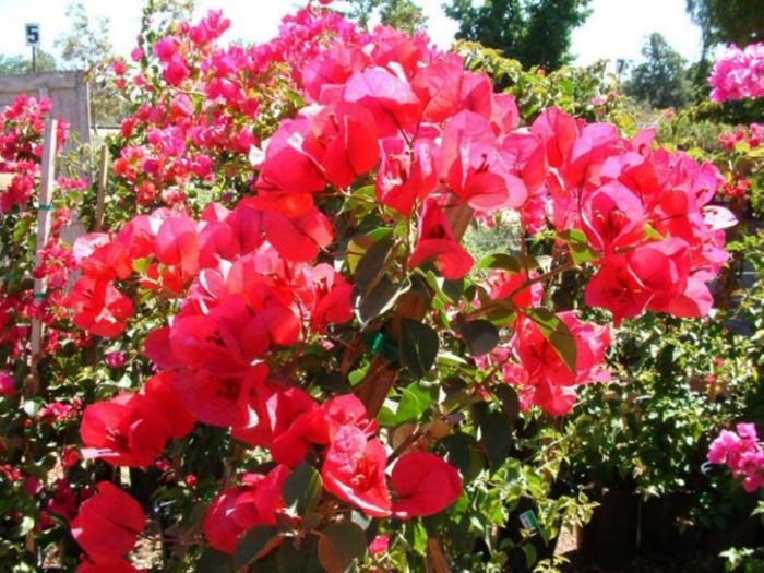 Plant photo of: Bougainvillea 'San Diego Red'