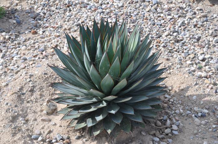 Agave 'Blue Glow'